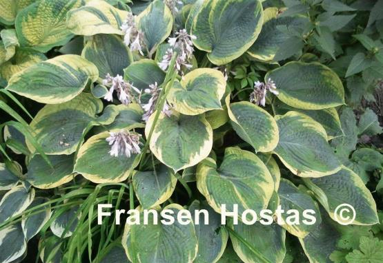 Hosta Frances Williams